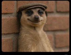 Meerkat meme Meme Template