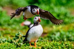 Puffin sneaking up on puffin Meme Template