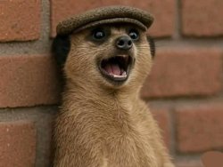 Meerkat Meme Template
