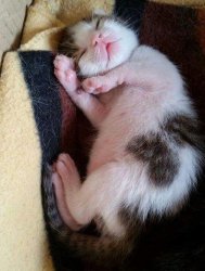 funny cat Meme Template