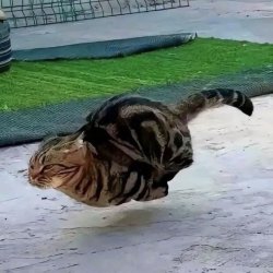 CAT SPEED Meme Template