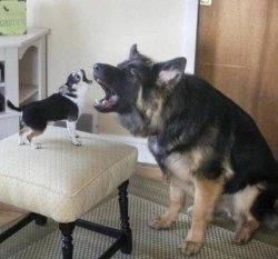 Two barking dogs Meme Template