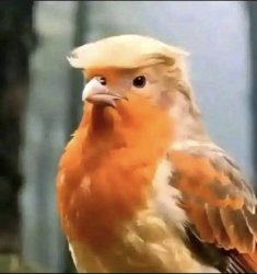 Trump, the bird Meme Template