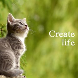 Create life Meme Template