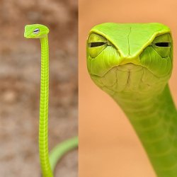 Judgysnake Meme Template