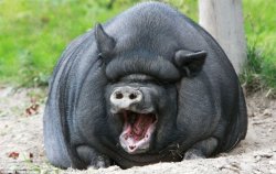 Black Fat Pig Meme Template