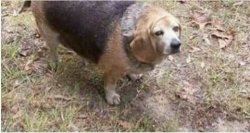 immunity dog Meme Template