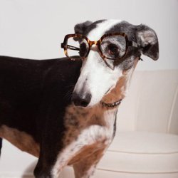 dog glasses Meme Template