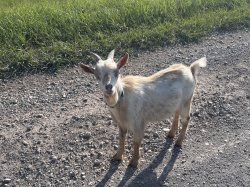 Goat Meme Template