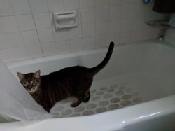 River-cat in bathtub Meme Template