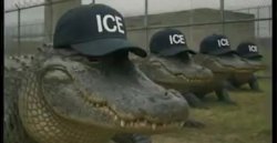 Gator-traz Meme Template