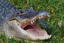 Alligator Meme Template