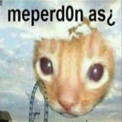 meme gato Meme Template