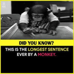 Longest sentence by monkey Meme Template