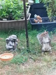 Squirrel playing musical statues Meme Template