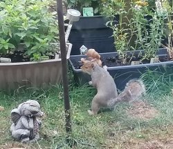Squirrel playing hide and seek Meme Template