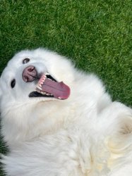 Derp dog Meme Template