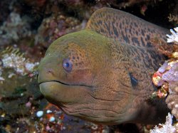 Giant Moray Meme Template