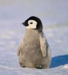 Penguin Meme Template