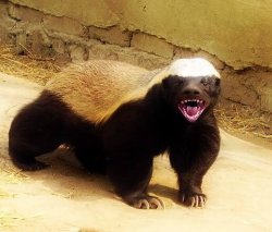 Pissed off Honey badger Meme Template