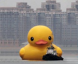 big duck Meme Template