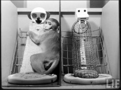 Monkey mother experiment Meme Template