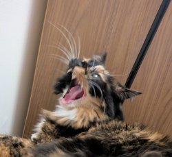 Screaming Kitty Meme Template