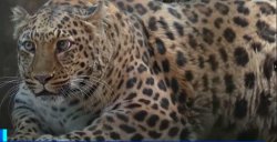 Fat Leopard Meme Template