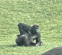 Gorilla posing Meme Template