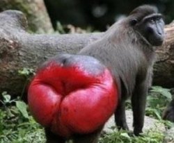 Monkey Meme Template