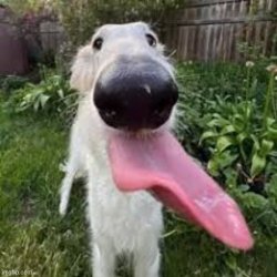 dog Meme Template