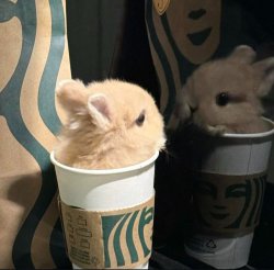 coffee bunny Meme Template