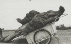 POV: You are looking at Godzilla in a wheel barrel Meme Template