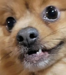 Teddy Meme Template