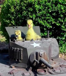 duckling tank Meme Template