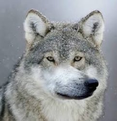 aoof wolf Meme Template