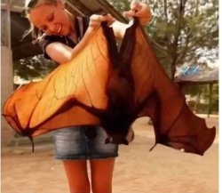 Fruit bat Meme Template