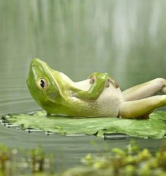 frog chilling on leaf Meme Template