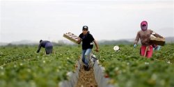 workers in field Meme Template