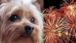 yappy little dickhead Meme Template