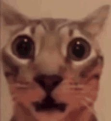 Scared cat Meme Template
