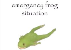 Emergency frog situation Meme Template