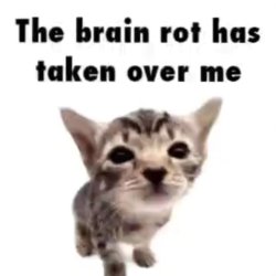 Brainrot el gatito Meme Template