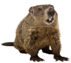 Groundhog Meme Template