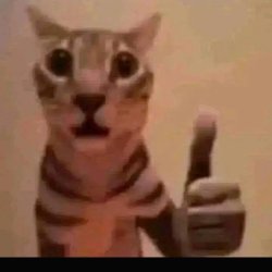 cat giving shaky thumbs up Meme Template
