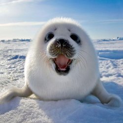 seal Meme Template