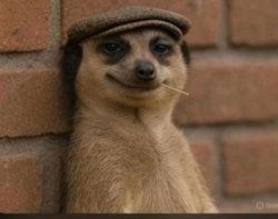 Racoon smirk Meme Template