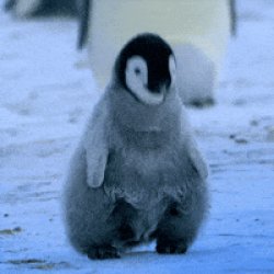 PENGUIN Meme Template