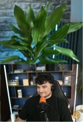 paraschiv planta Meme Template