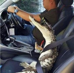 Alligator passenger Meme Template
